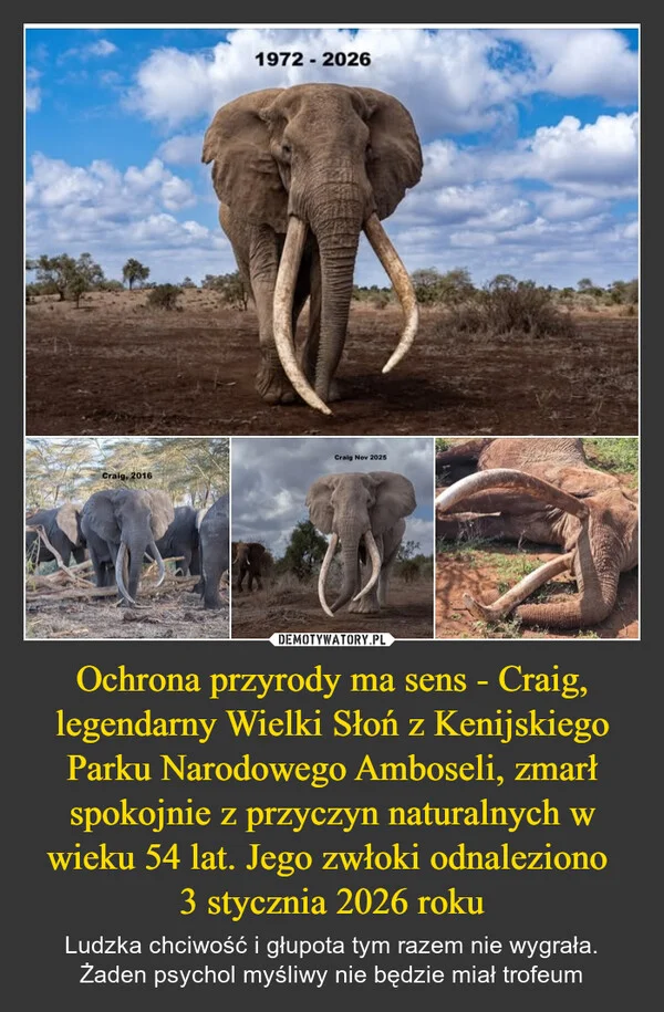 
    Ochrona przyrody ma sens - Craig, legendarny Wielki Słoń z Kenijskiego Parku Narodowego Amboseli, zmarł spokojnie z przyczyn naturalnych w wieku 54 lat. Jego zwłoki odnaleziono 3 stycznia 2026 roku