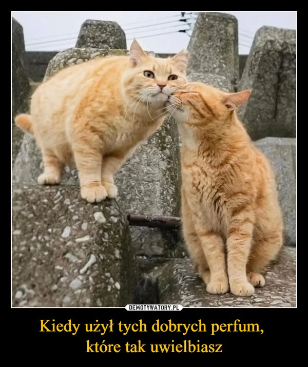 
    Kiedy użył tych dobrych perfum, które tak uwielbiasz