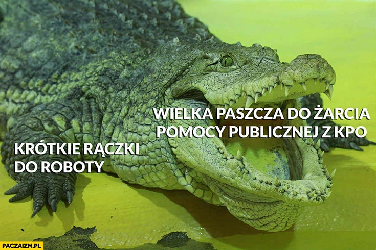 
    Krokodyl przedsiębiorca krótkie rączki do roboty vs wielka paszcza do żarcia pomocy publicznej z KPO
