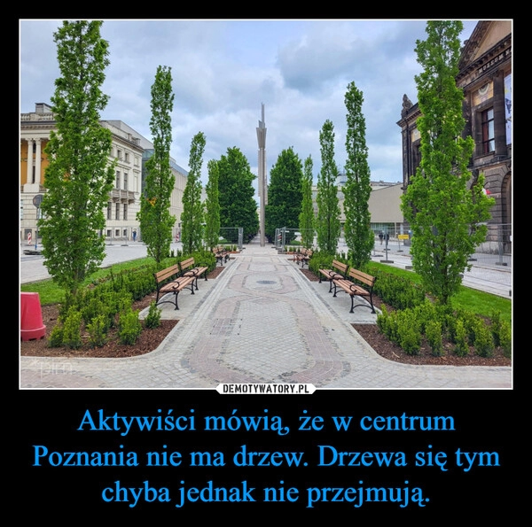 
    Aktywiści mówią, że w centrum Poznania nie ma drzew. Drzewa się tym chyba jednak nie przejmują.