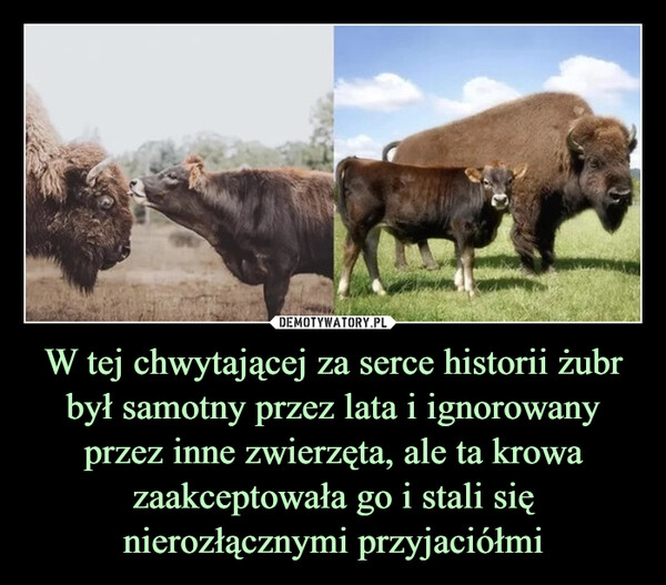 
    W tej chwytającej za serce historii żubr był samotny przez lata i ignorowany przez inne zwierzęta, ale ta krowa zaakceptowała go i stali się nierozłącznymi przyjaciółmi