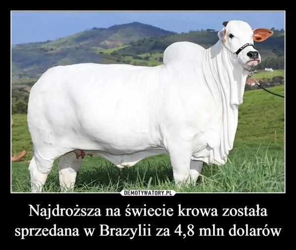 
    Najdroższa na świecie krowa została sprzedana w Brazylii za 4,8 mln dolarów