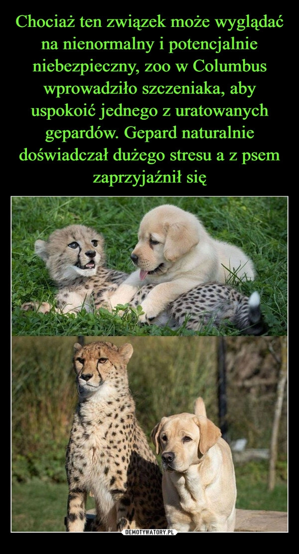 
    Chociaż ten związek może wyglądać na nienormalny i potencjalnie niebezpieczny, zoo w Columbus wprowadziło szczeniaka, aby uspokoić jednego z uratowanych gepardów. Gepard naturalnie doświadczał dużego stresu a z psem zaprzyjaźnił się