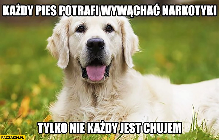 
    Każdy pies potrafi wywąchać narkotyki tylko nie każdy jest chamem
