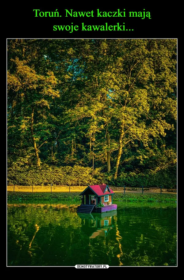 
    Toruń. Nawet kaczki mają swoje kawalerki...