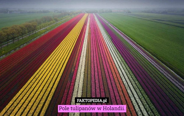 
    Pole tulipanów w Holandii.