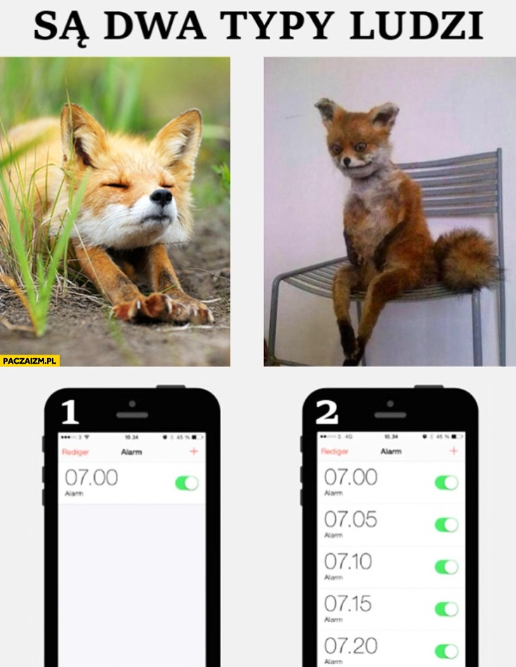 
    Są dwa typy ludzi lis rano poranny budzik