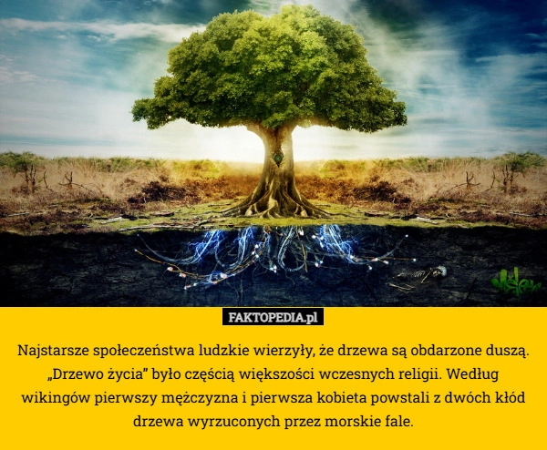 
    Najstarsze społeczeństwa ludzkie wierzyły, że drzewa są obdarzone duszą.