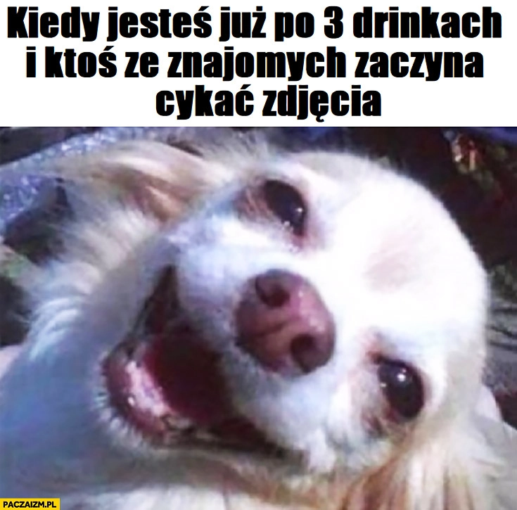 
    Wesoły pies kiedy jesteś już po 3 drinkach i ktoś ze znajomych zaczyna cykać zdjęcia