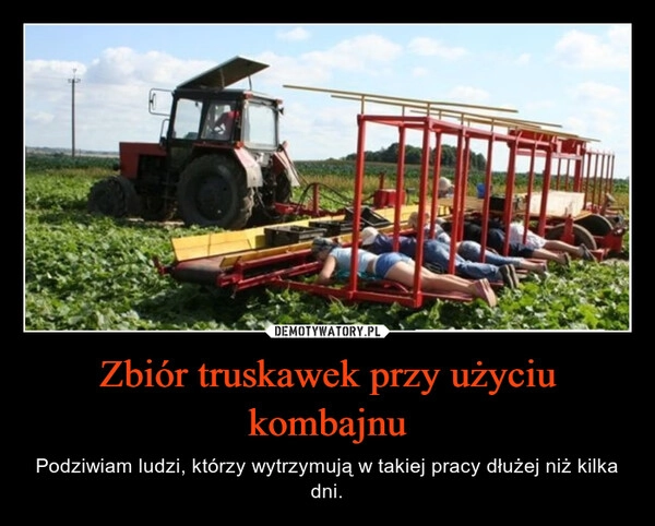 
    Zbiór truskawek przy użyciu kombajnu