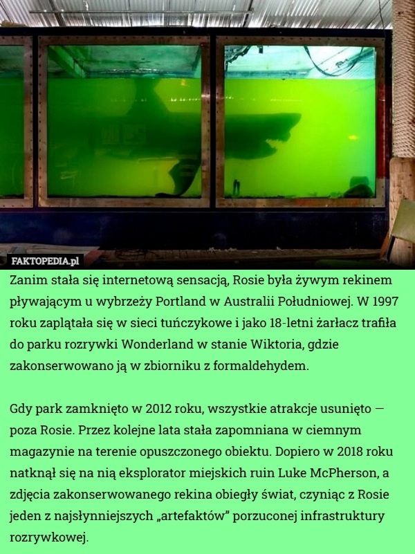 
    Zanim stała się internetową sensacją, Rosie była żywym rekinem pływającym