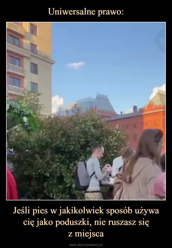 
    Uniwersalne prawo: Jeśli pies w jakikolwiek sposób używa cię jako poduszki, nie ruszasz się z miejsca