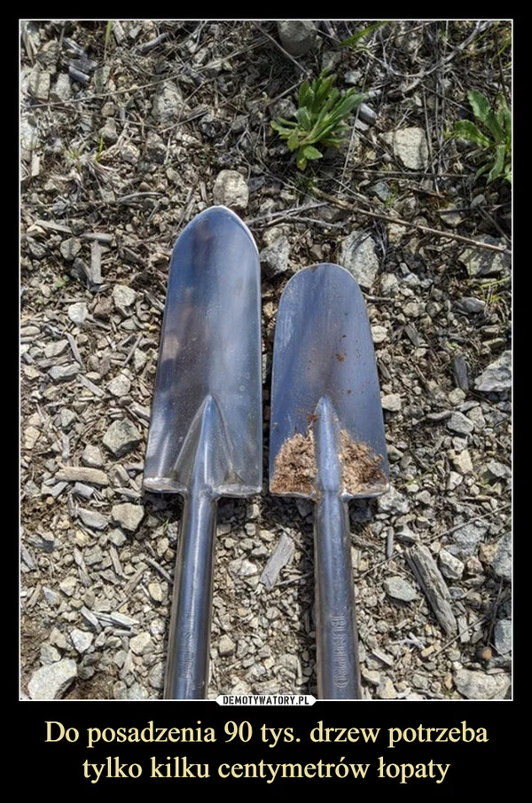 
    Do posadzenia 90 tys. drzew potrzeba tylko kilku centymetrów łopaty