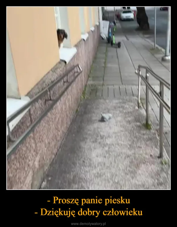 
    - Proszę panie piesku - Dziękuję dobry człowieku