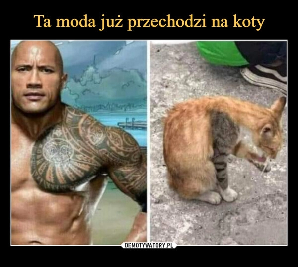 
    Ta moda już przechodzi na koty