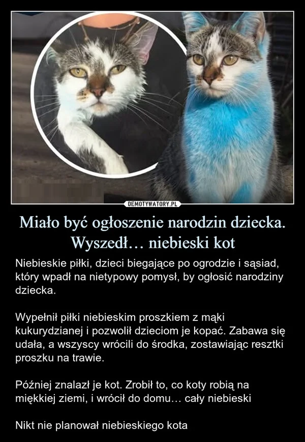 
    Miało być ogłoszenie narodzin dziecka. Wyszedł… niebieski kot