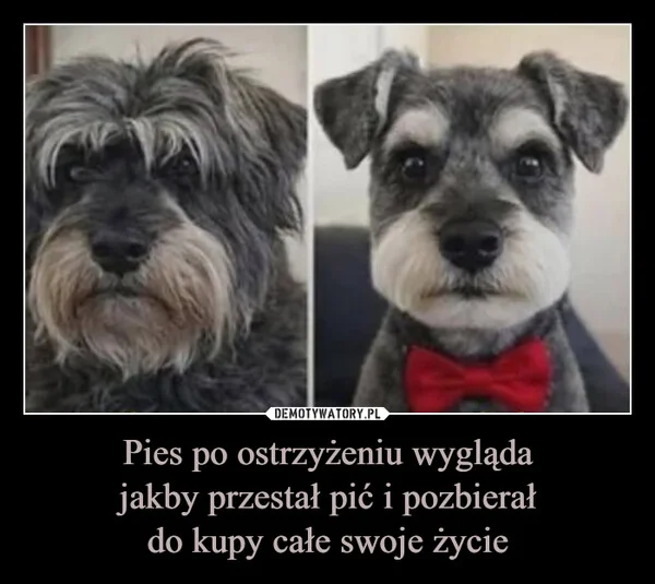
    Pies po ostrzyżeniu wygląda jakby przestał pić i pozbierał do kupy całe swoje życie