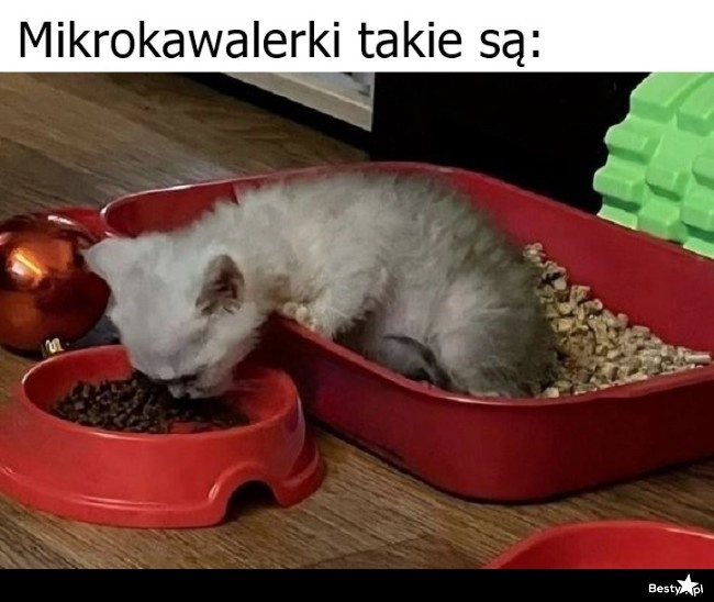 
    Mikrokawalerki 