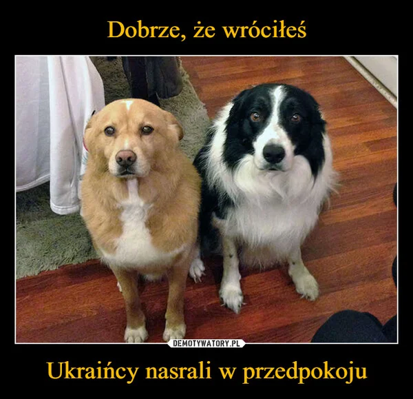 
    Dobrze, że wróciłeś Ukraińcy nasrali w przedpokoju