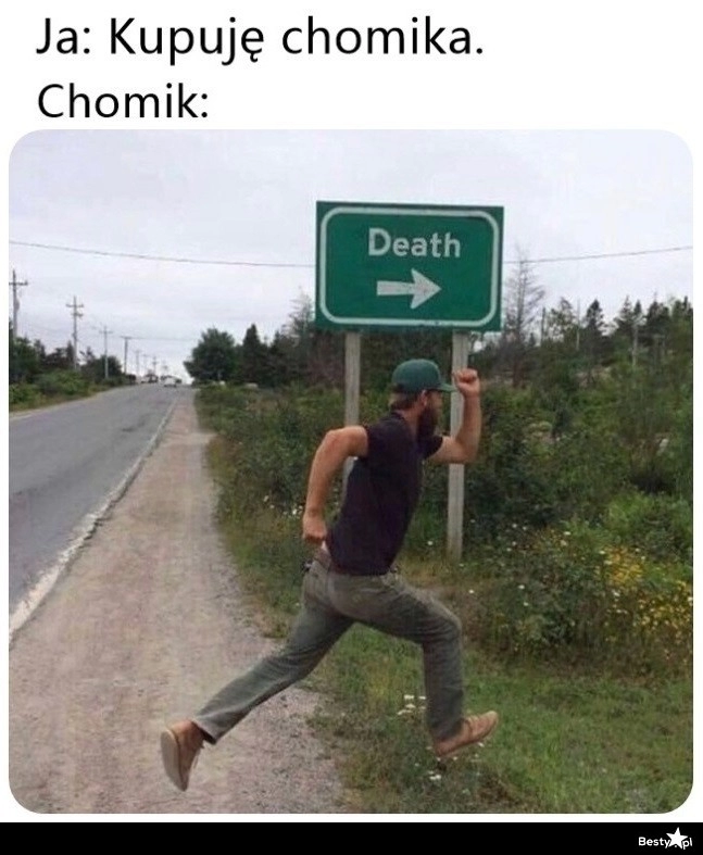 
    Chomik 