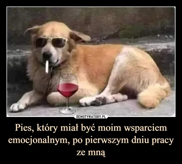 Pies, który miał być moim wsparciem emocjonalnym, po pierwszym dniu pracy ze mną