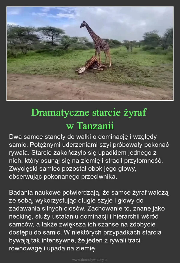 
    Dramatyczne starcie żyraf w Tanzanii