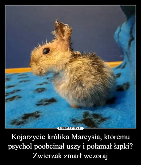 Kojarzycie królika Marcysia, któremu psychol poobcinał uszy i połamał łapki? Zwierzak zmarł wczoraj