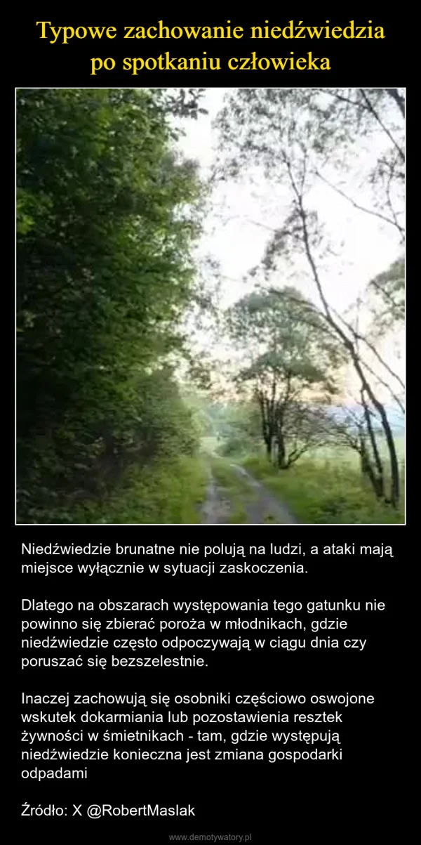 Typowe zachowanie niedźwiedzia po spotkaniu człowieka