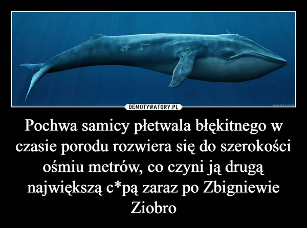Pochwa samicy płetwala błękitnego w czasie porodu rozwiera się do szerokości ośmiu metrów, co czyni ją drugą największą c*pą zaraz po Zbigniewie Ziobro