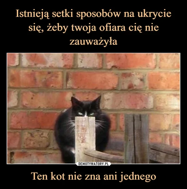 
    Istnieją setki sposobów na ukrycie się, żeby twoja ofiara cię nie zauważyła Ten kot nie zna ani jednego