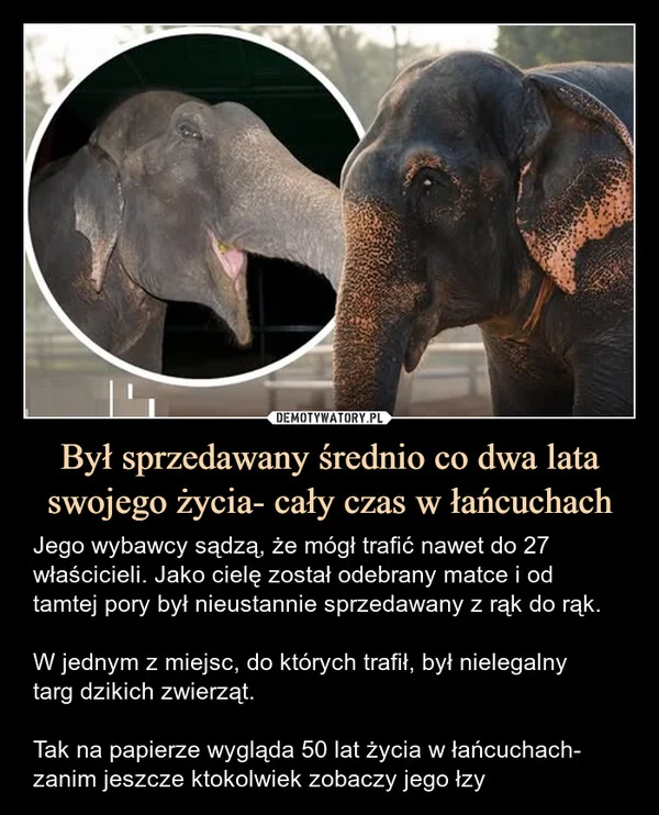 Był sprzedawany średnio co dwa lata swojego życia- cały czas w łańcuchach