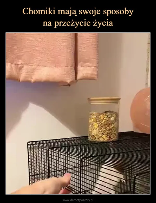 
    Chomiki mają swoje sposoby na przeżycie życia