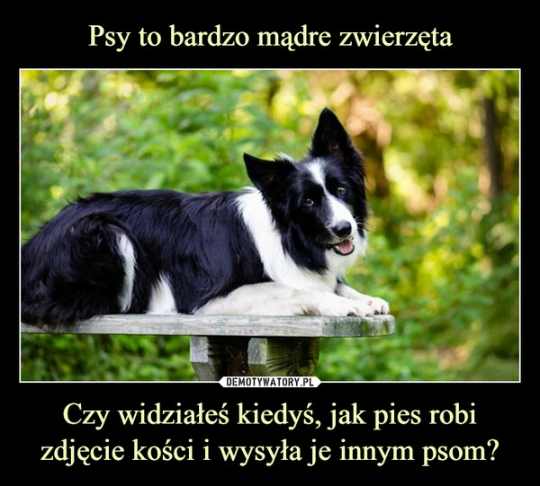 
    Psy to bardzo mądre zwierzęta Czy widziałeś kiedyś, jak pies robi zdjęcie kości i wysyła je innym psom?