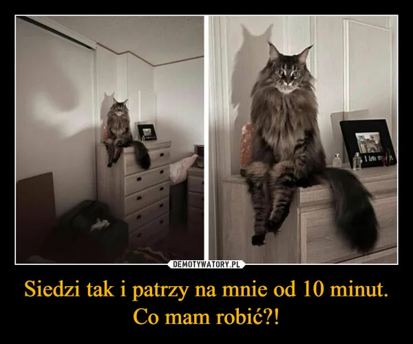 
    Siedzi tak i patrzy na mnie od 10 minut. Co mam robić?!