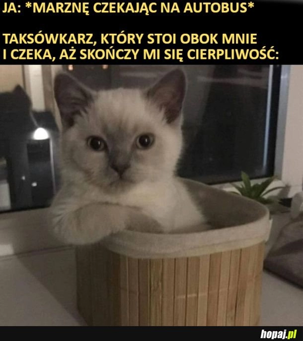 
    Uroczy ten taksówkarz