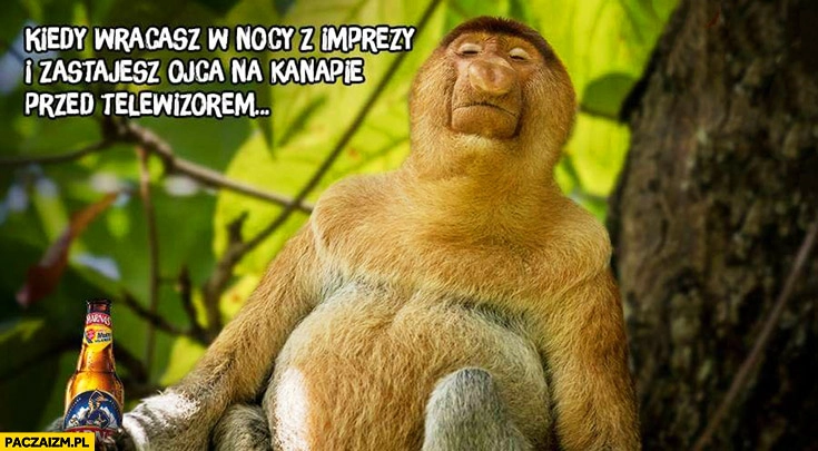 
    Kiedy wracasz w nocy z imprezy i zastajesz ojca na kanapie przed telewizorem typowy Polak nosacz małpa