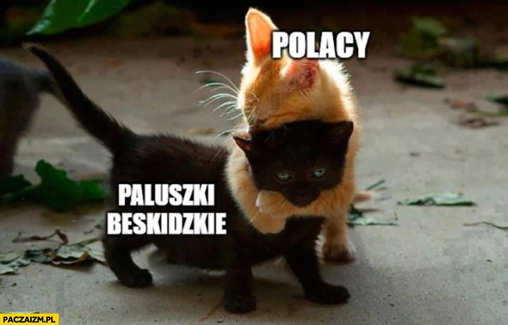 
    Polacy paluszki beskidzkie kotek przytula drugiego kotka