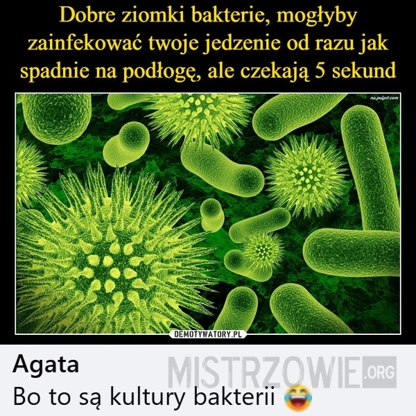 
    Ziomki