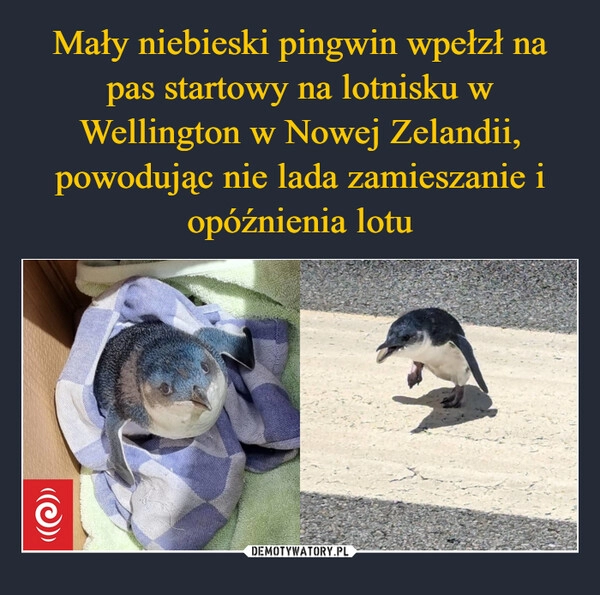 
    Mały niebieski pingwin wpełzł na pas startowy na lotnisku w Wellington w Nowej Zelandii, powodując nie lada zamieszanie i opóźnienia lotu