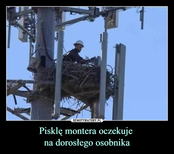 
    Pisklę montera oczekuje
na dorosłego osobnika 