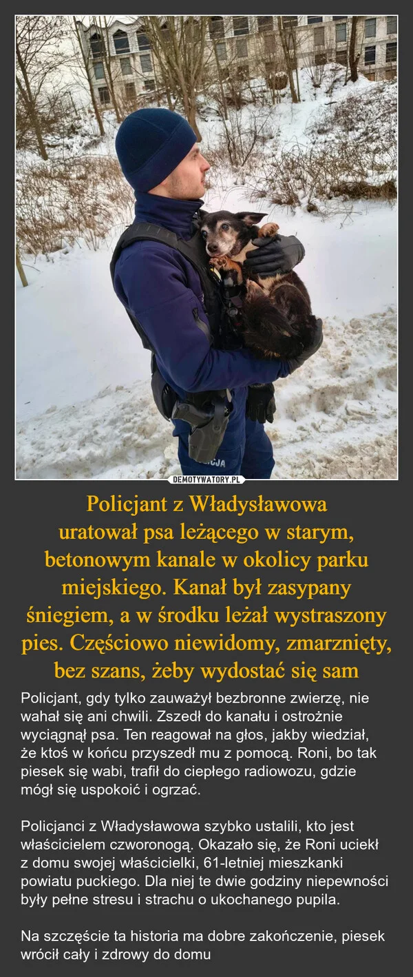 
    Policjant z Władysławowa uratował psa leżącego w starym, betonowym kanale w okolicy parku miejskiego. Kanał był zasypany śniegiem, a w środku leżał wystraszony pies. Częściowo niewidomy, zmarznięty, bez szans, żeby wydostać się sam