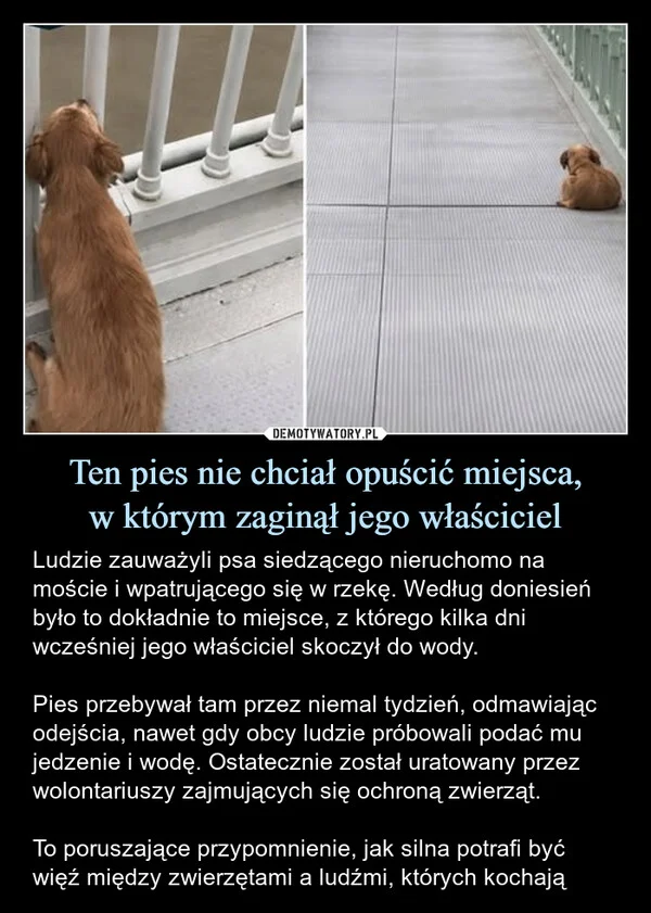 
    Ten pies nie chciał opuścić miejsca, w którym zaginął jego właściciel