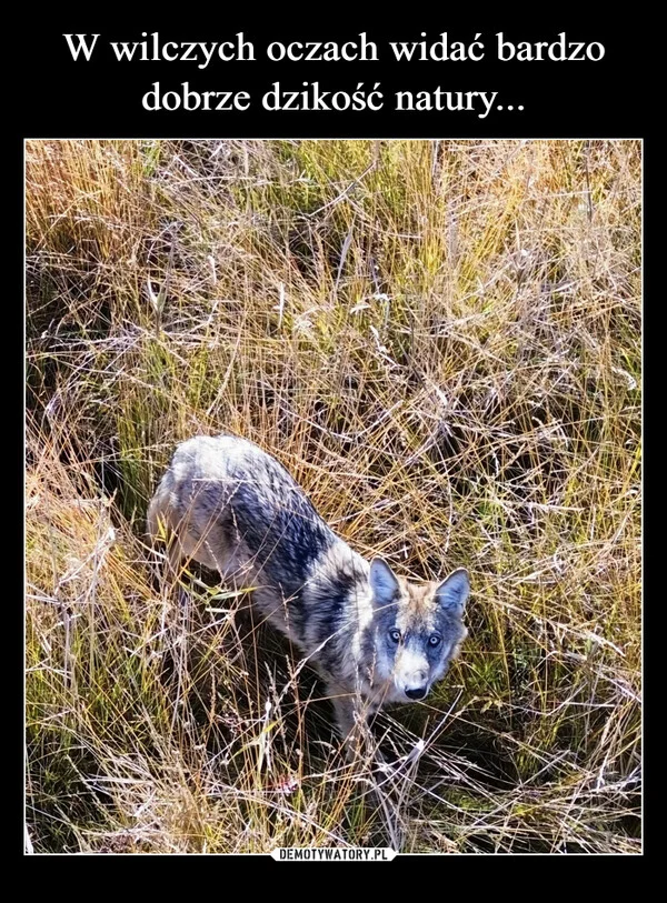 W wilczych oczach widać bardzo dobrze dzikość natury...