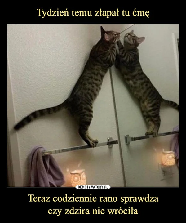 
    Tydzień temu złapał tu ćmę Teraz codziennie rano sprawdza czy zdzira nie wróciła