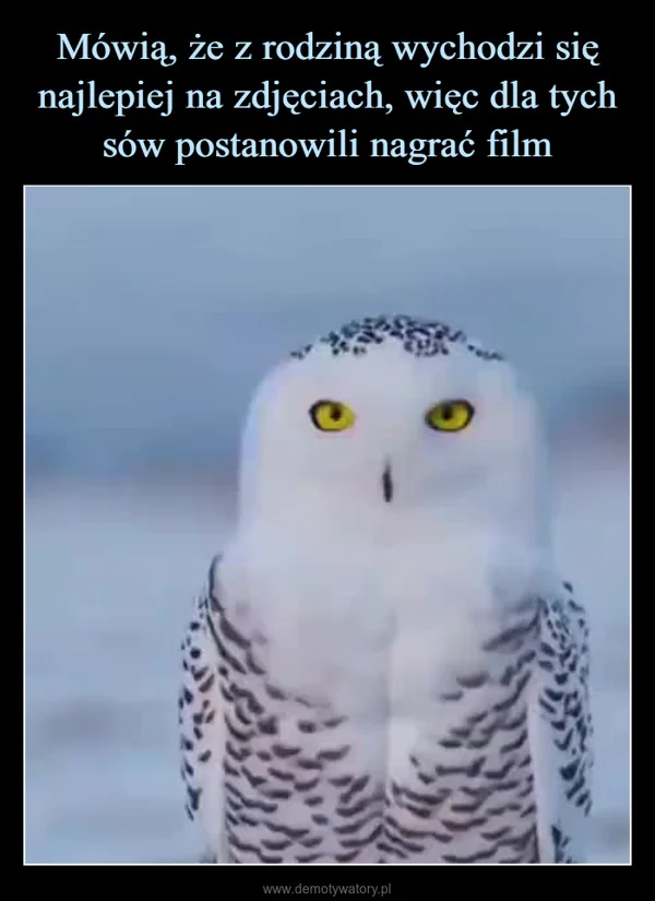 Mówią, że z rodziną wychodzi się najlepiej na zdjęciach, więc dla tych sów postanowili nagrać film