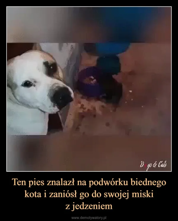 
    Ten pies znalazł na podwórku biednego kota i zaniósł go do swojej miski z jedzeniem