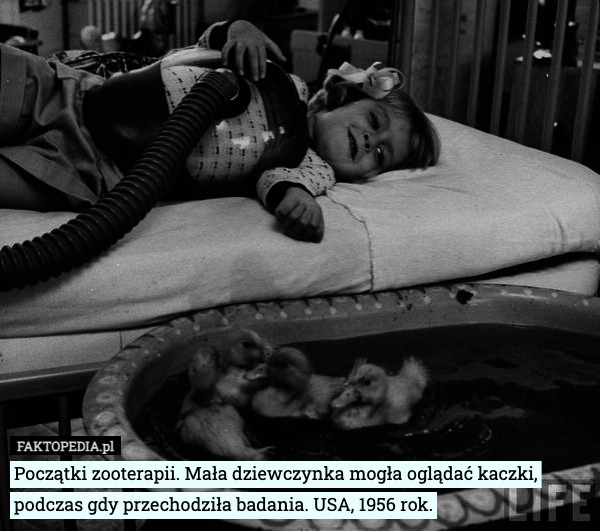 
    Początki zooterapii. Mała dziewczynka mogła oglądać kaczki, podczas gdy