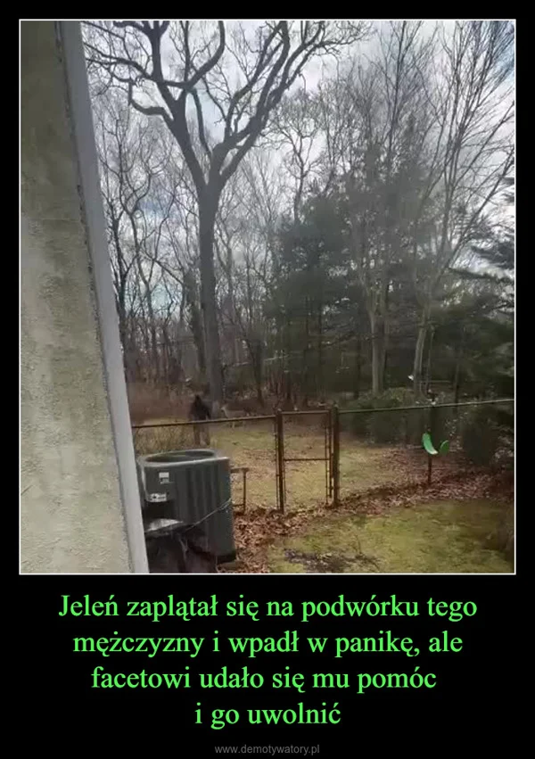 
    Jeleń zaplątał się na podwórku tego mężczyzny i wpadł w panikę, ale facetowi udało się mu pomóc i go uwolnić