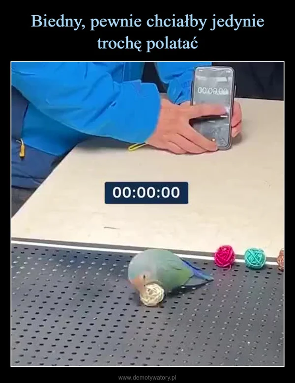 
    Biedny, pewnie chciałby jedynie trochę polatać