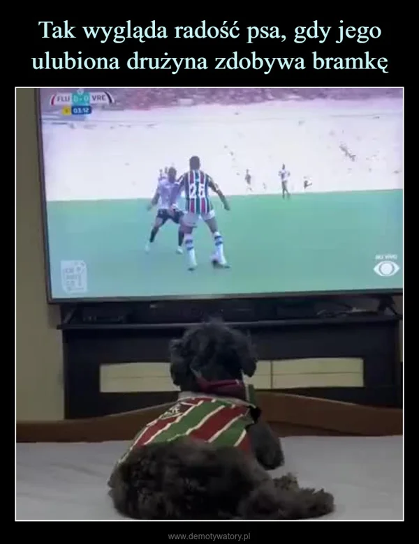
    Tak wygląda radość psa, gdy jego ulubiona drużyna zdobywa bramkę